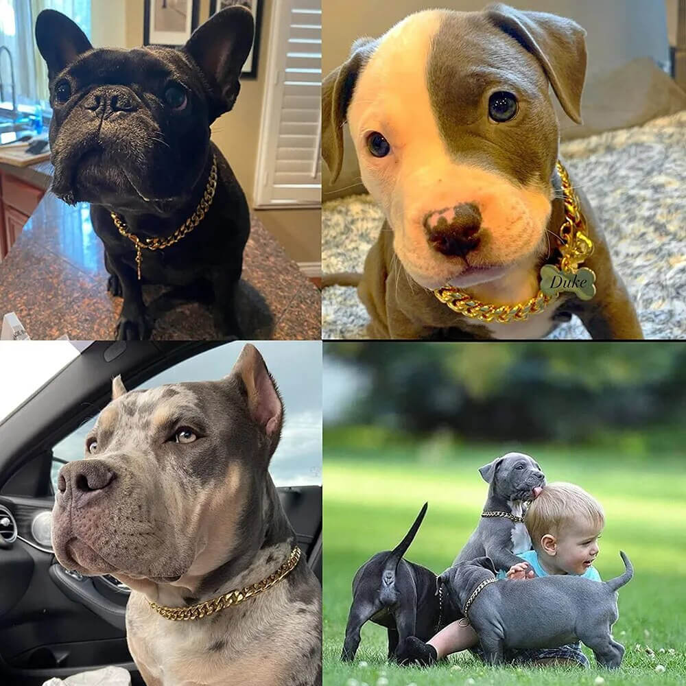 ZACK - Exklusivt Hundhalsband i Rostfritt Stål. - Tidlös Elegans i Silver och Guld, Hållbar och Hygienisk Design, Flera Storlekar