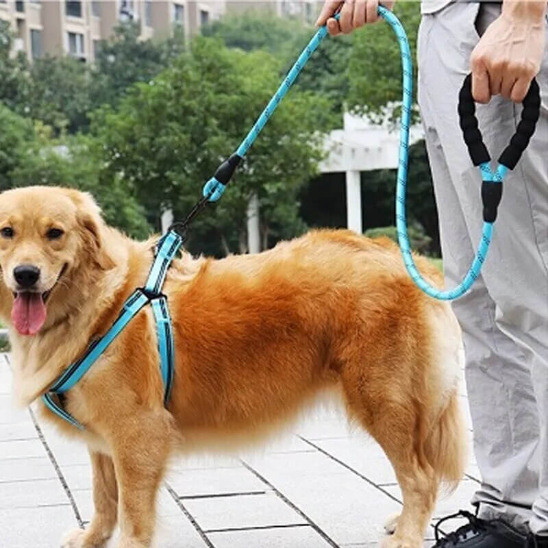 WINSTON - Nylon Dog Leash with Reflex and Extra Thick Handle. - 0.8cm Thickness, 1.5m Length, Durable and Comfortable for Safe Walking