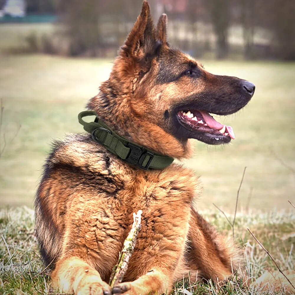 ZOLANDE - Robust Dog Collar with Included Leash. - Durable Nylon, Stainless Linkages, Multiple Handles and Elastic Leash, For Medium to Large Dogs