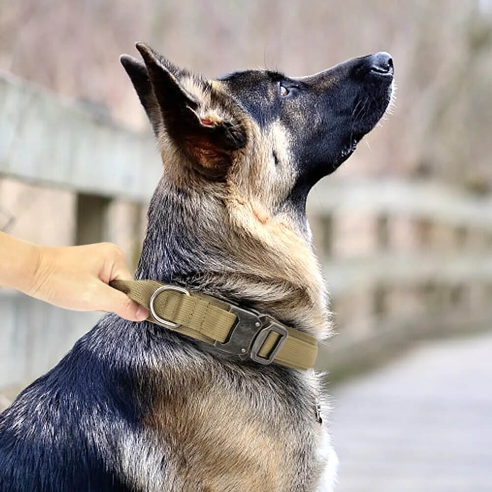 ZOLANDE - Robust Dog Collar with Included Leash. - Durable Nylon, Stainless Linkages, Multiple Handles and Elastic Leash, For Medium to Large Dogs