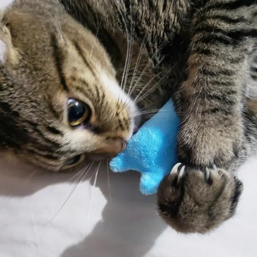 KOLO - Mjuk Bitleksak med Kattmynta för Katter. Naturlig Avstressare, Mjukt och Färgglatt Tyg, Idealisk för Kattungar och Vuxna Katter