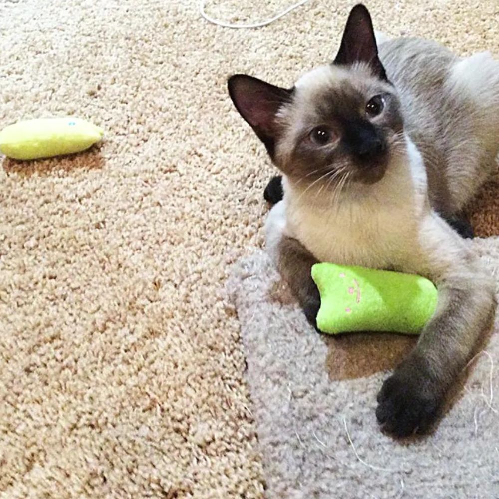 KOLO - Mjuk Bitleksak med Kattmynta för Katter. Naturlig Avstressare, Mjukt och Färgglatt Tyg, Idealisk för Kattungar och Vuxna Katter