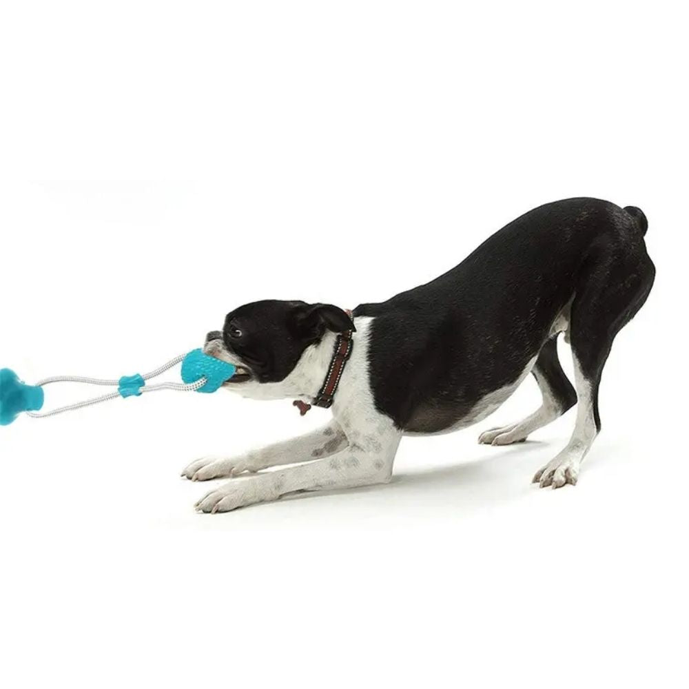 NIVA - Innovative Bit Toy for Dogs. - Slow-Release Design with Treats, Suction Cup for Independent Play, Vibrant Colors, Promotes Dental Care and Entertainment